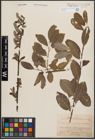 Foto von Salix cinerea L. x Salix nigricans Sm.